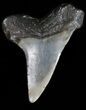 Bargain Fossil Mako Shark Tooth #40026-1
